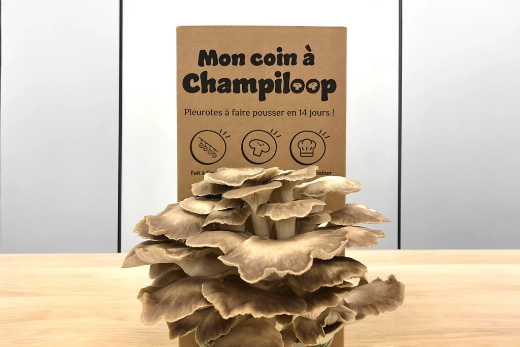 kit culture a champignon.webp